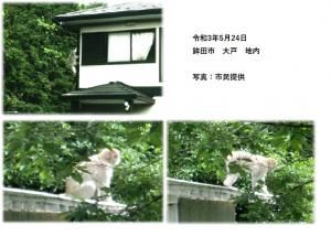 野生の猿が目撃されています 注意して下さい 鉾田市公式ホームページ 野生の猿が目撃されています 注意して下さい 鉾田市公式ホームページ