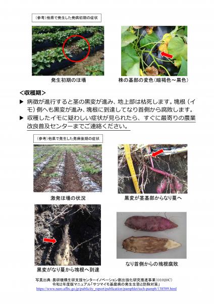 サツマイモ基腐病防除対策（生育期～収穫期）(2)