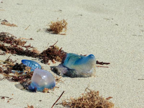 浜辺のカツオノエボシ