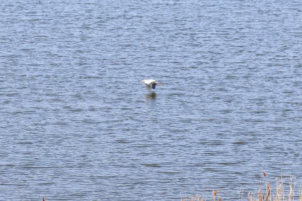 R6.3.31みのわ水鳥公園開園式(4)