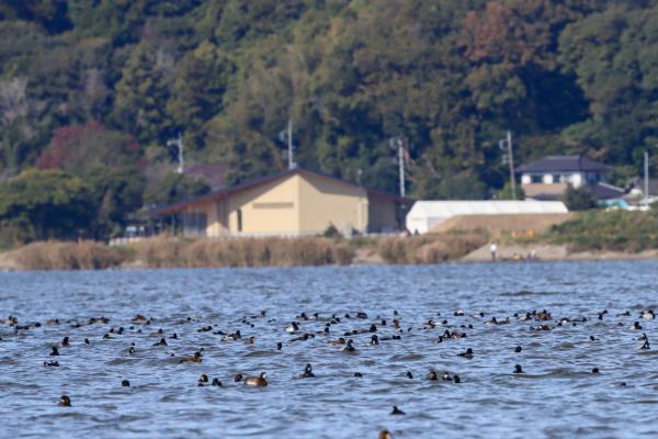 R6.11.9水鳥・湿地センター（観察棟）オープン式典3