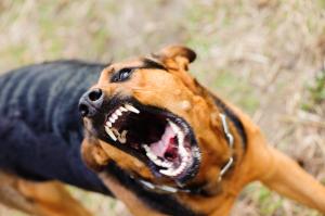 狂犬病　写真(1)