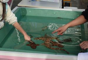 サメタッチング